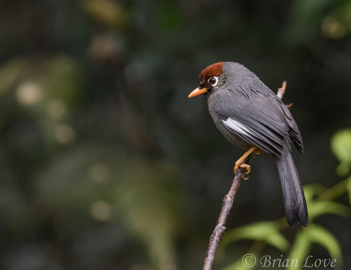 Occhiali Laughingthrush
