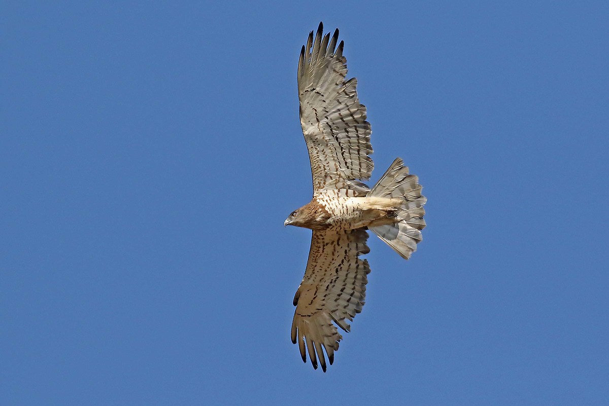 Biancone allo zenith