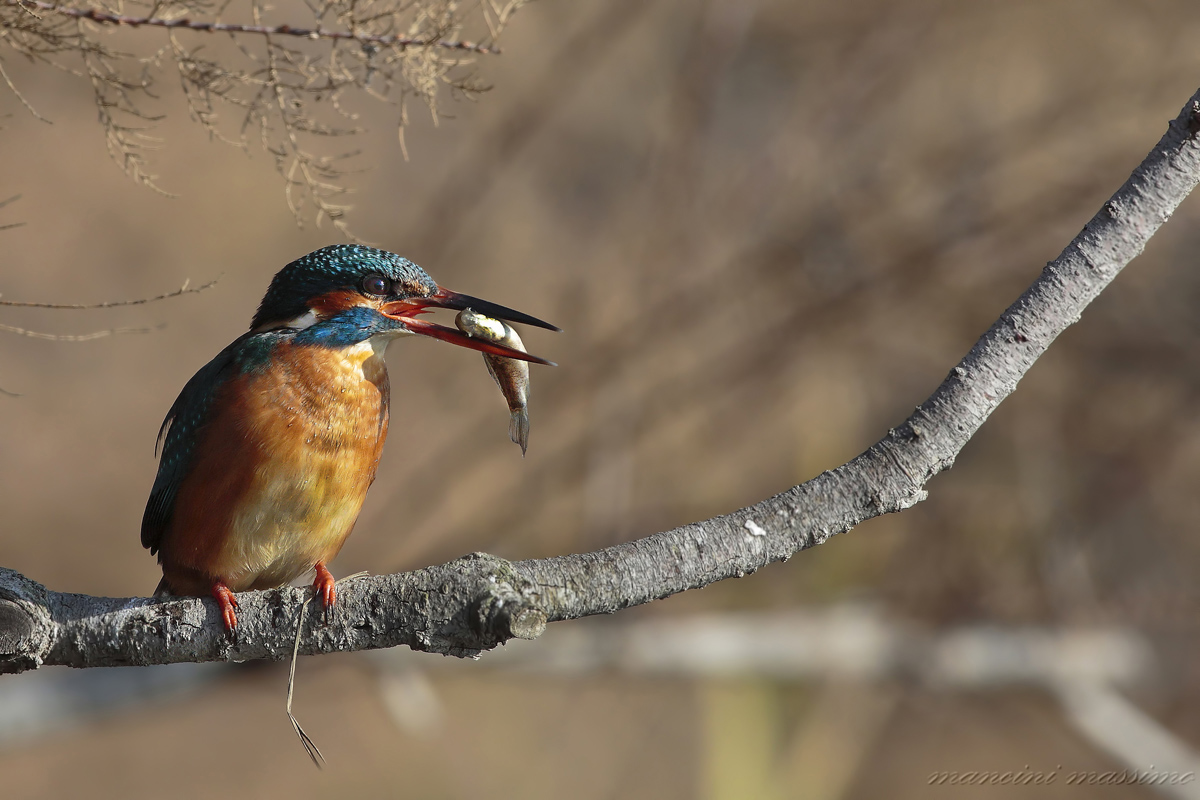 Martin pescatore(Alcedo atthis)