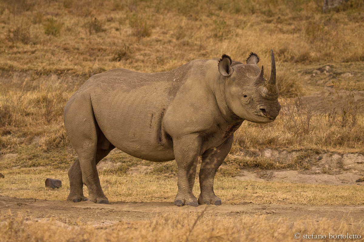 Rhino