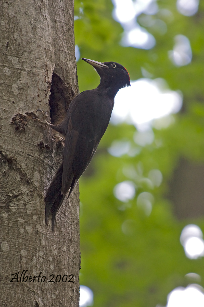 My first black woodpecker