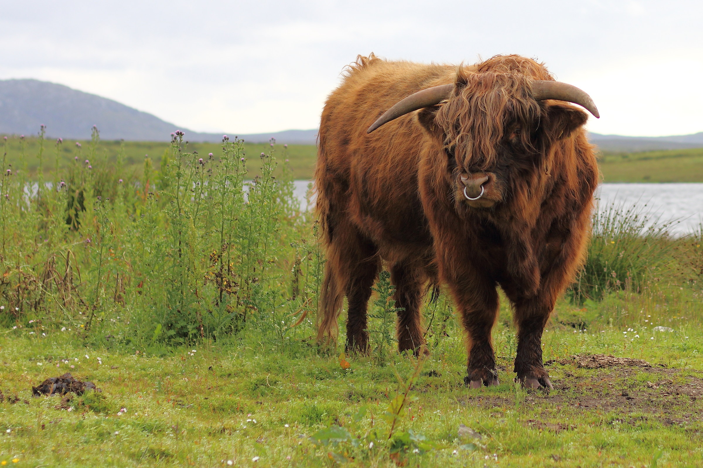 Pedigree bull Highland