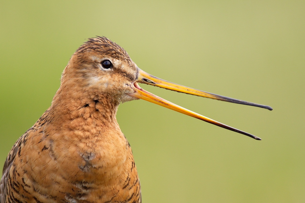 Limosa limosa (portret)