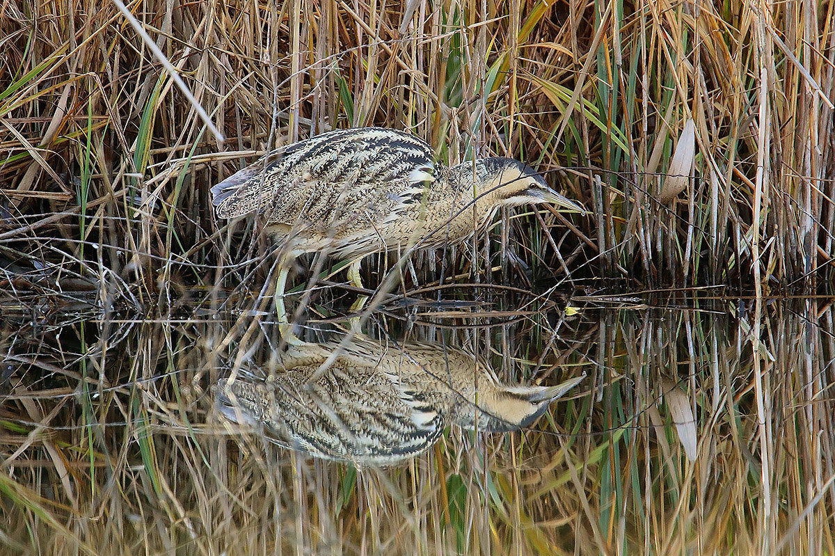 bittern double face