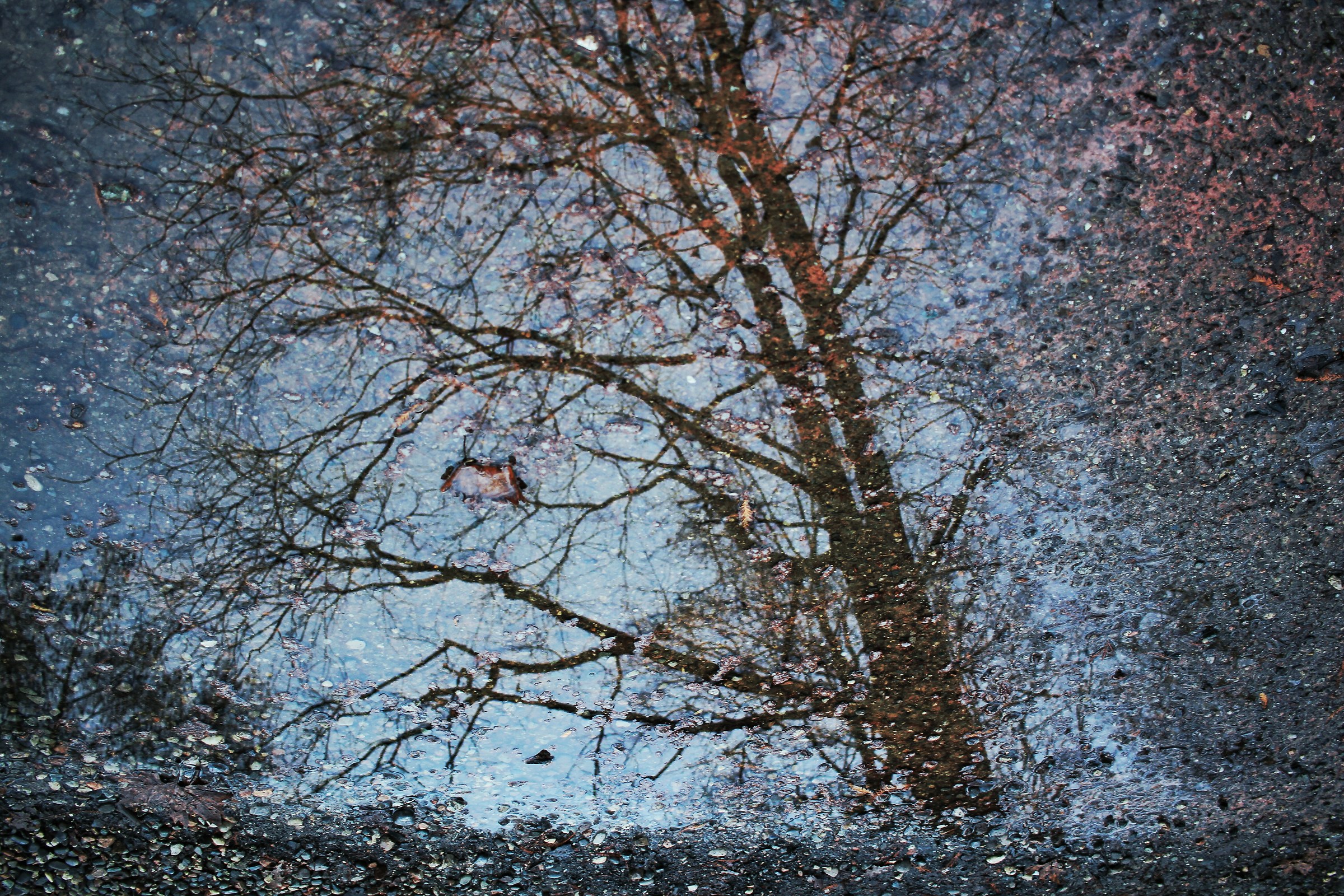 Reflections of Autumn