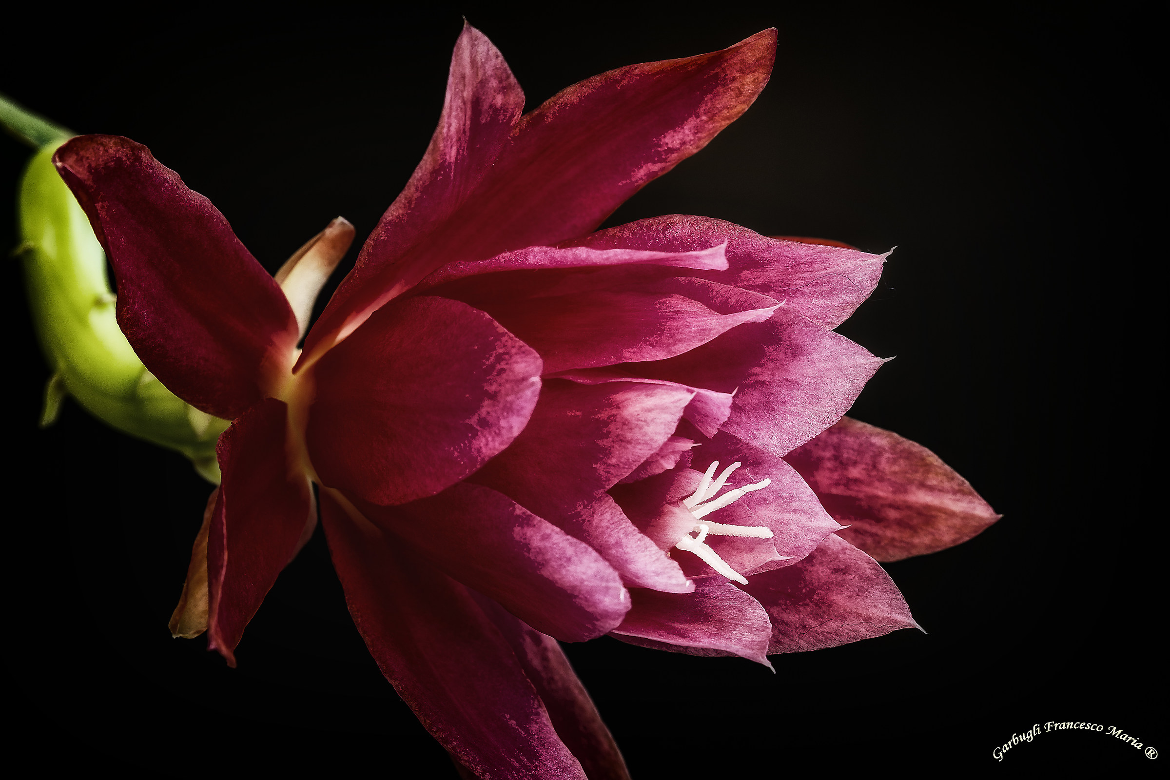 A gift from my succulents ....