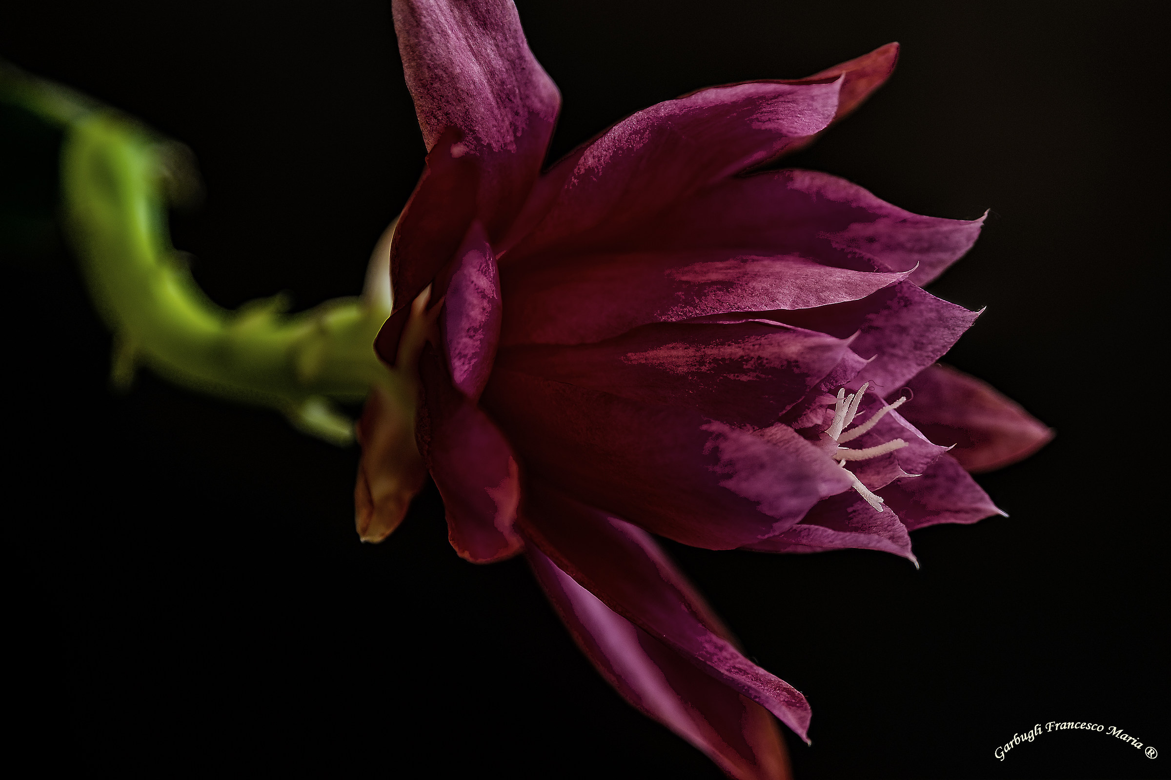 Purple on black background