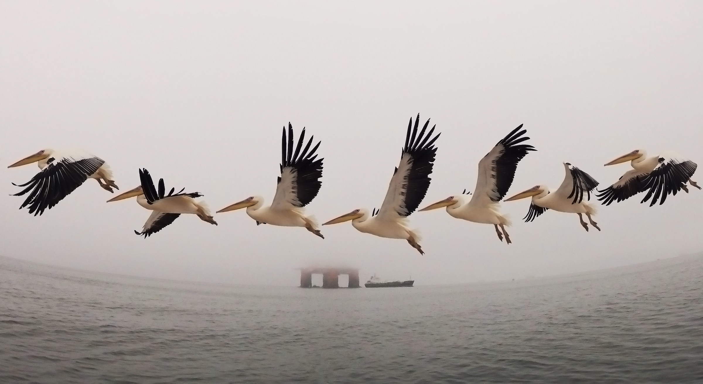 Il volo del pellicano