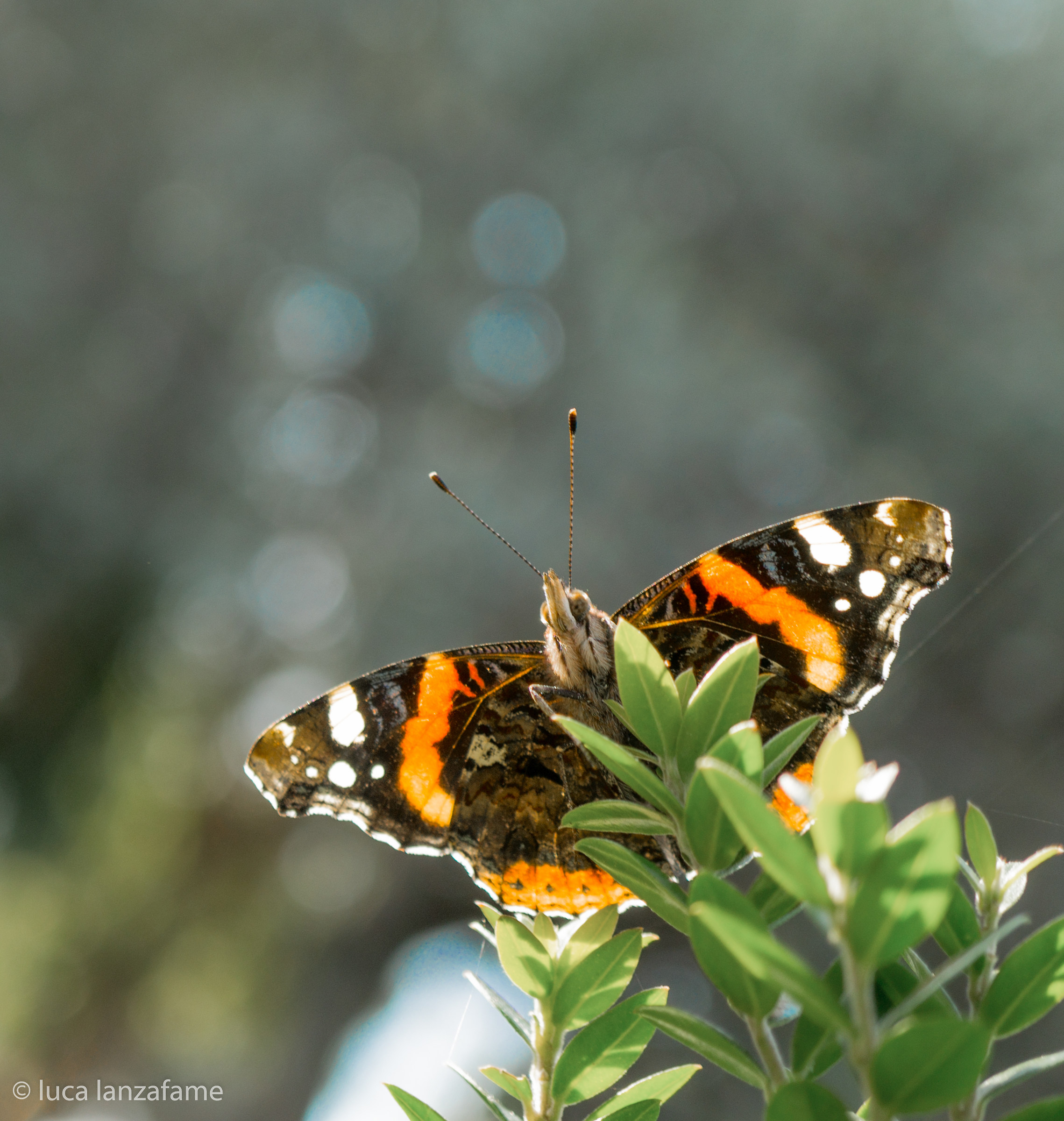 Lucky in faculty meetings