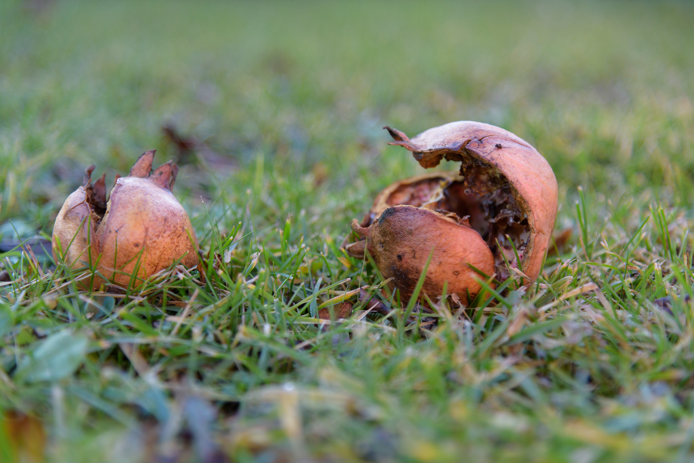 Pomegranate, the cycle of life