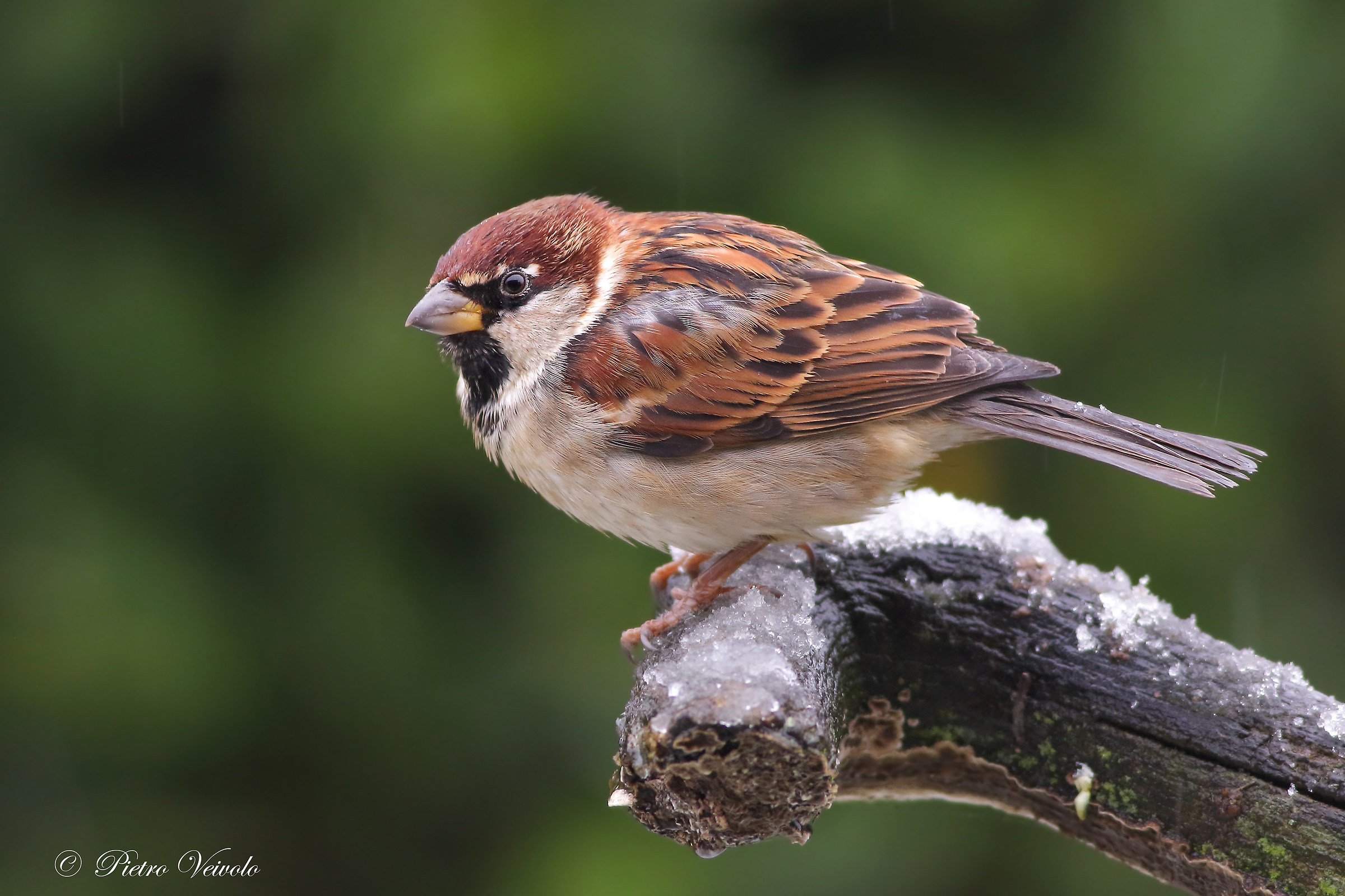 Passerotto non andare via...