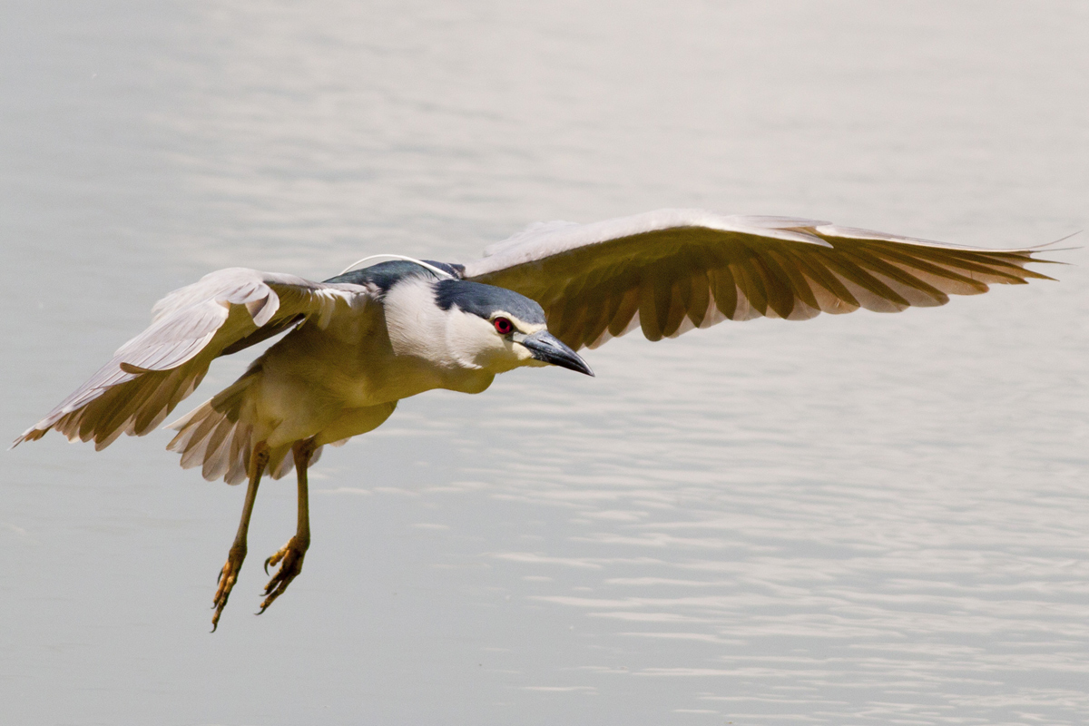 My first night heron