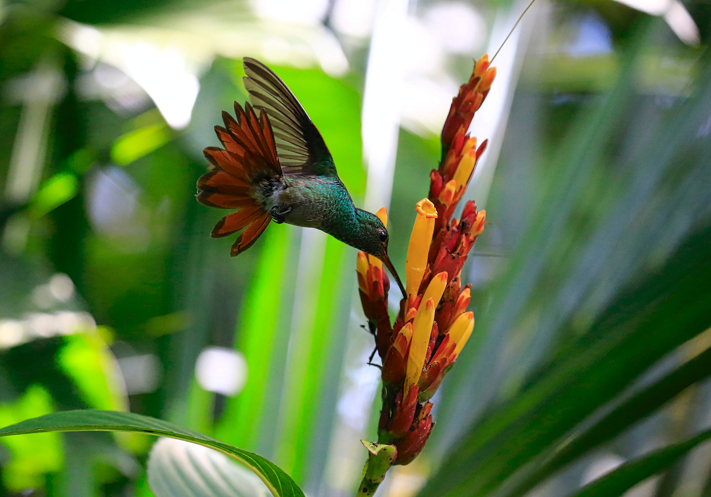 colibri 1