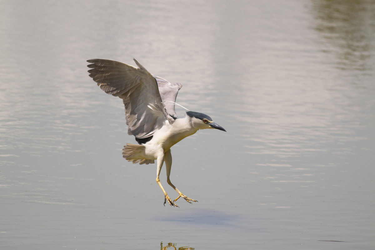 My first night heron landing me honors