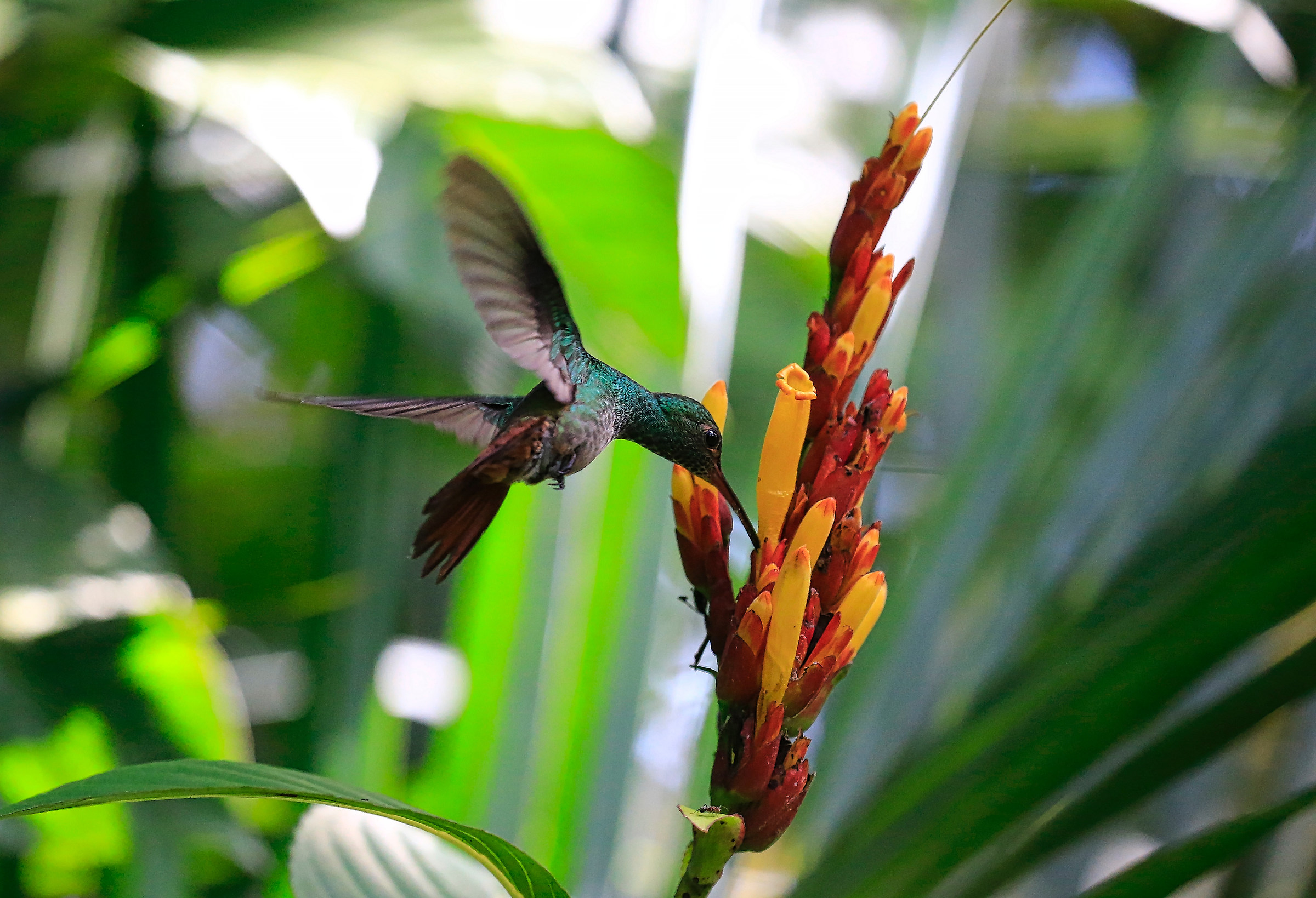 colibrì 2
