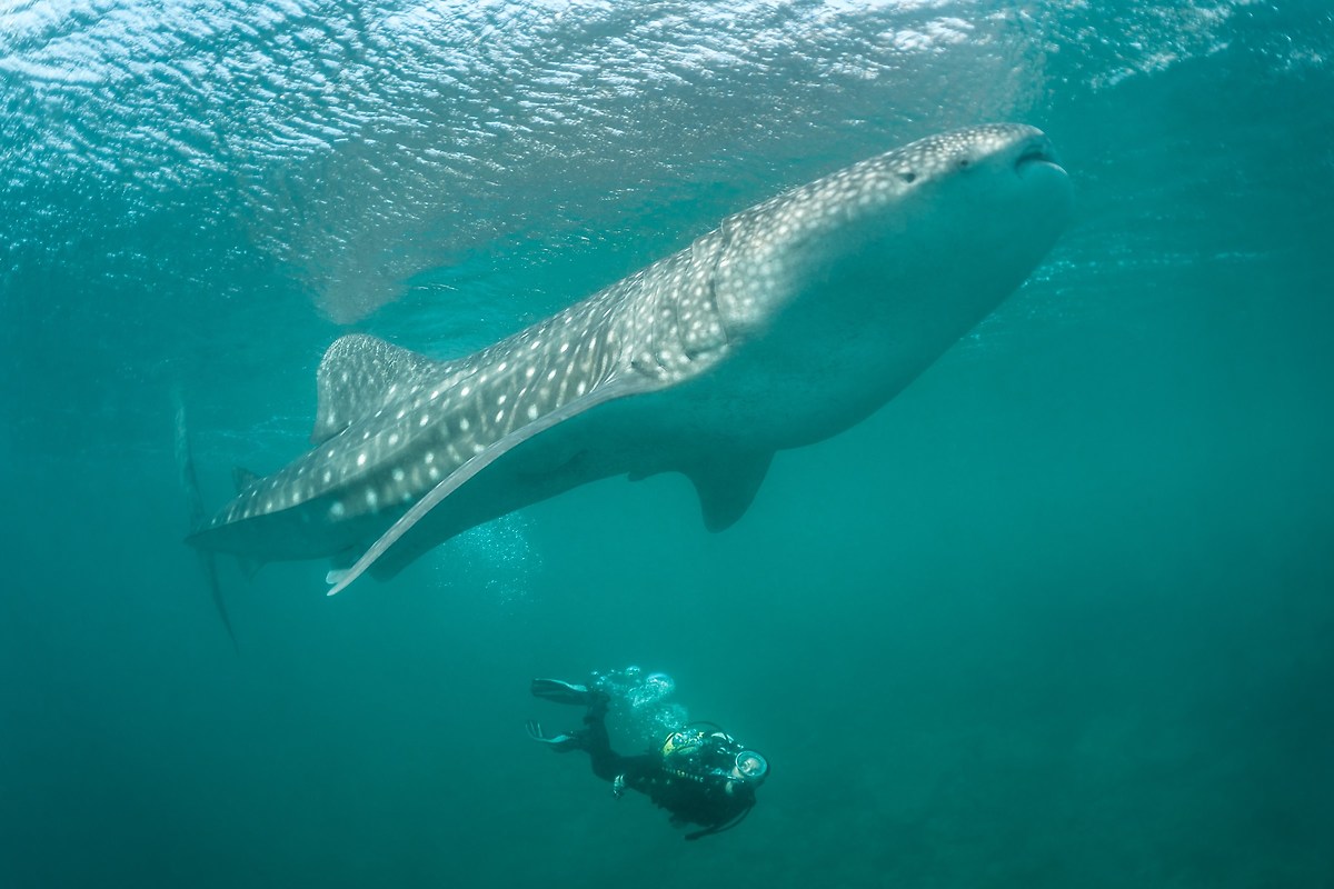 Il gigante e la bambina.