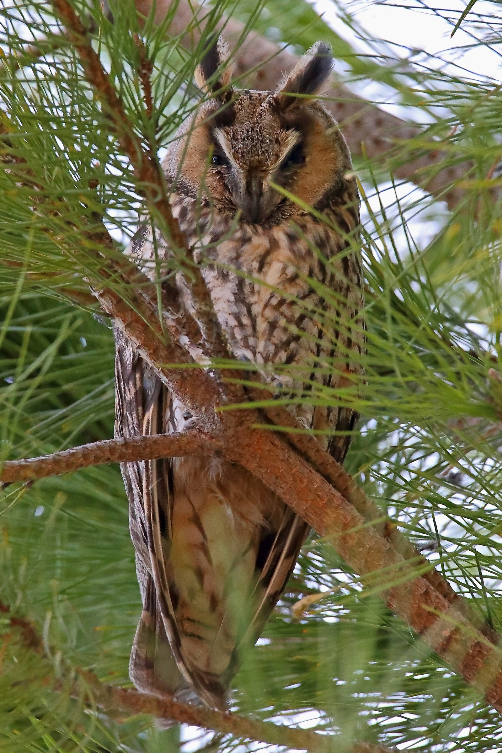 Screech owl