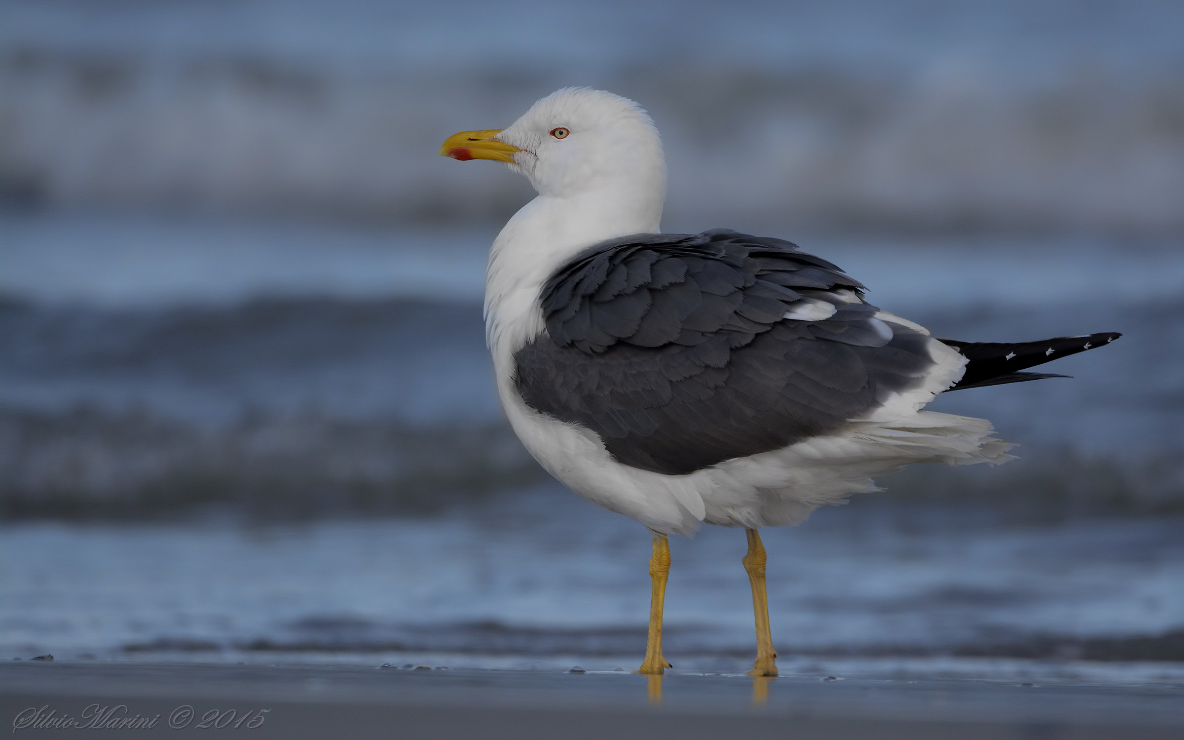 Zafferano (Larus graellsii)