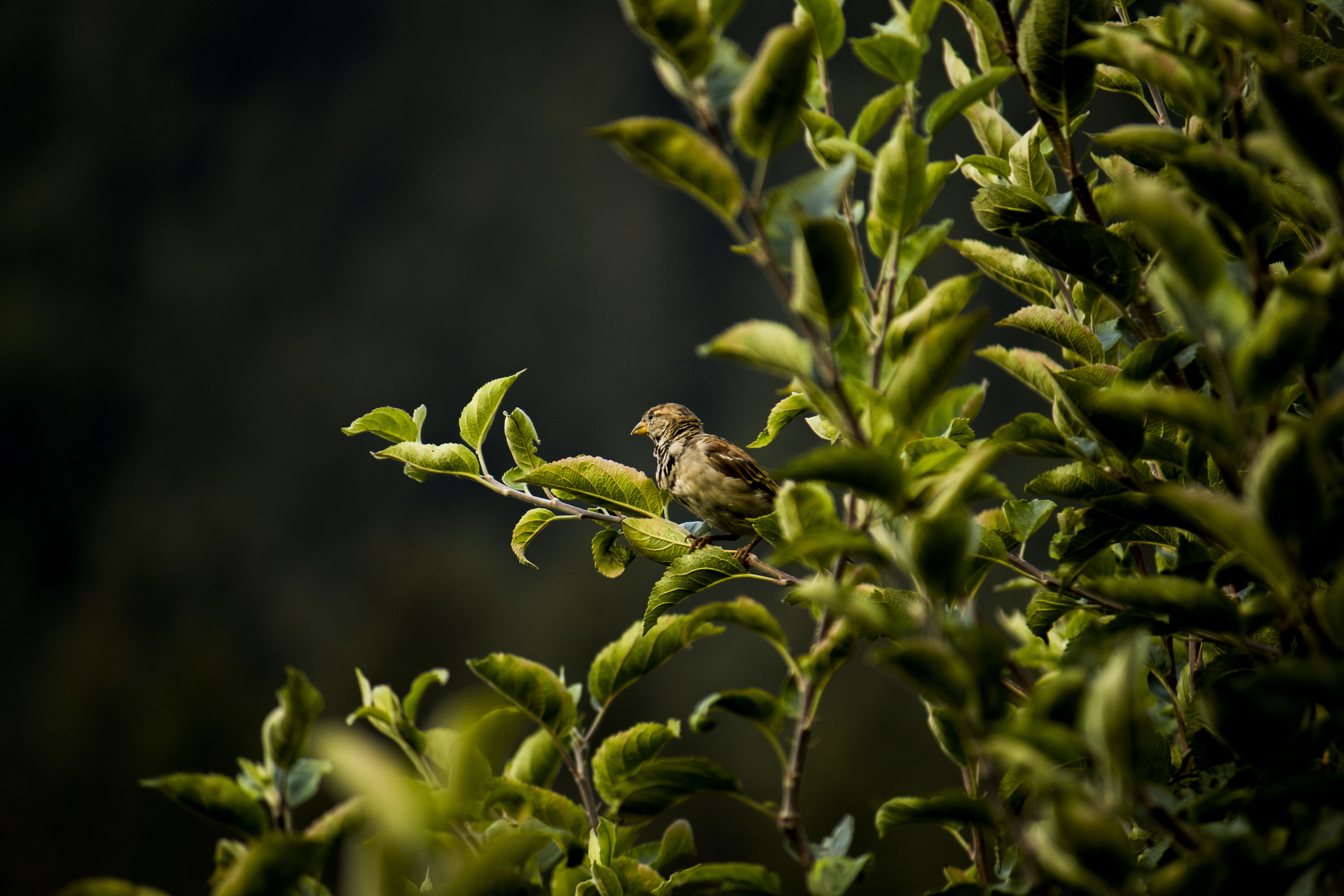 Su ogni Ramo una Sorpesa