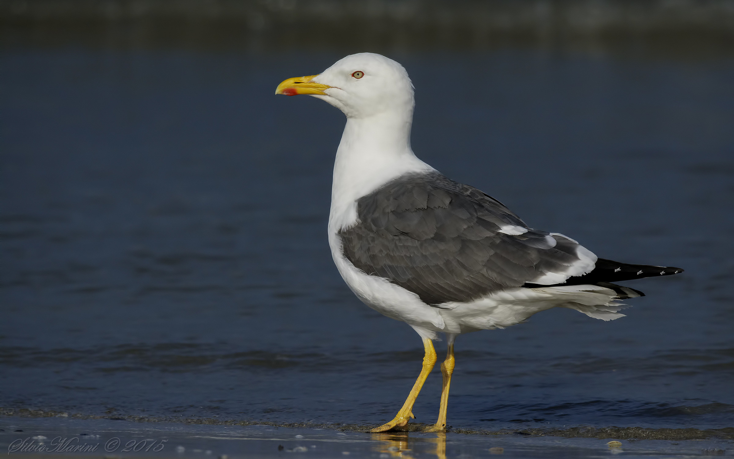 Zafferano (Larus graellsii)