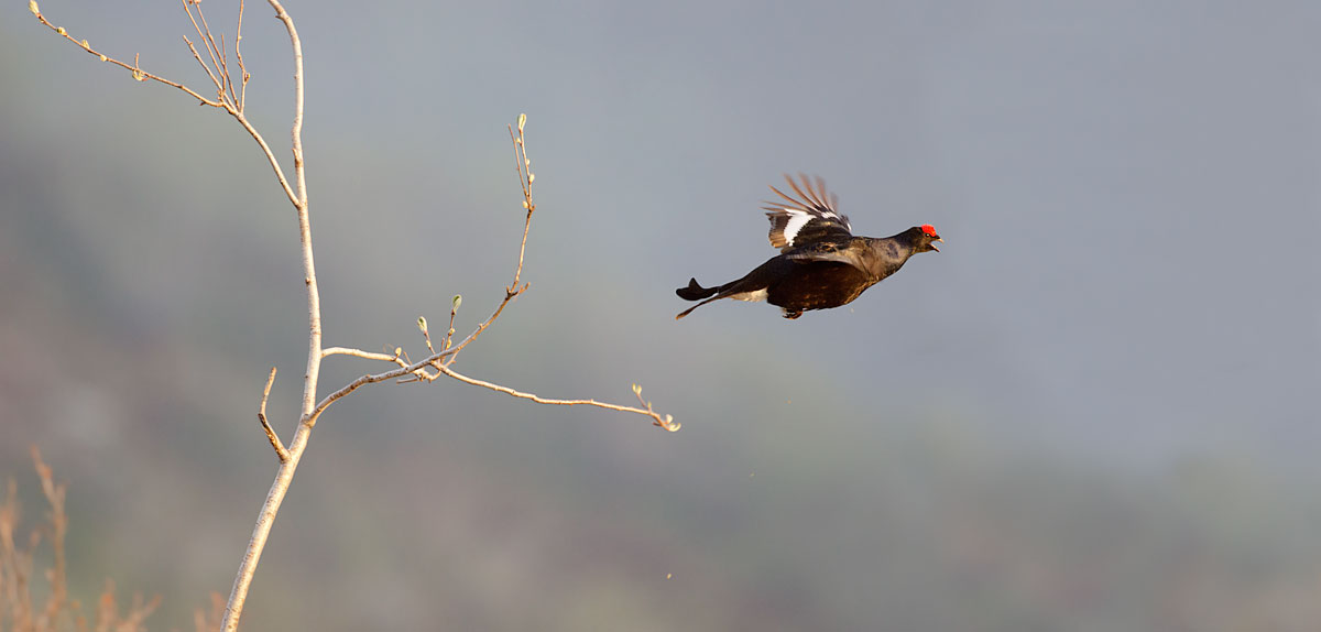 Grouse in flight