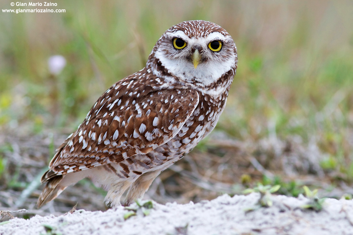 Burrowing owl
