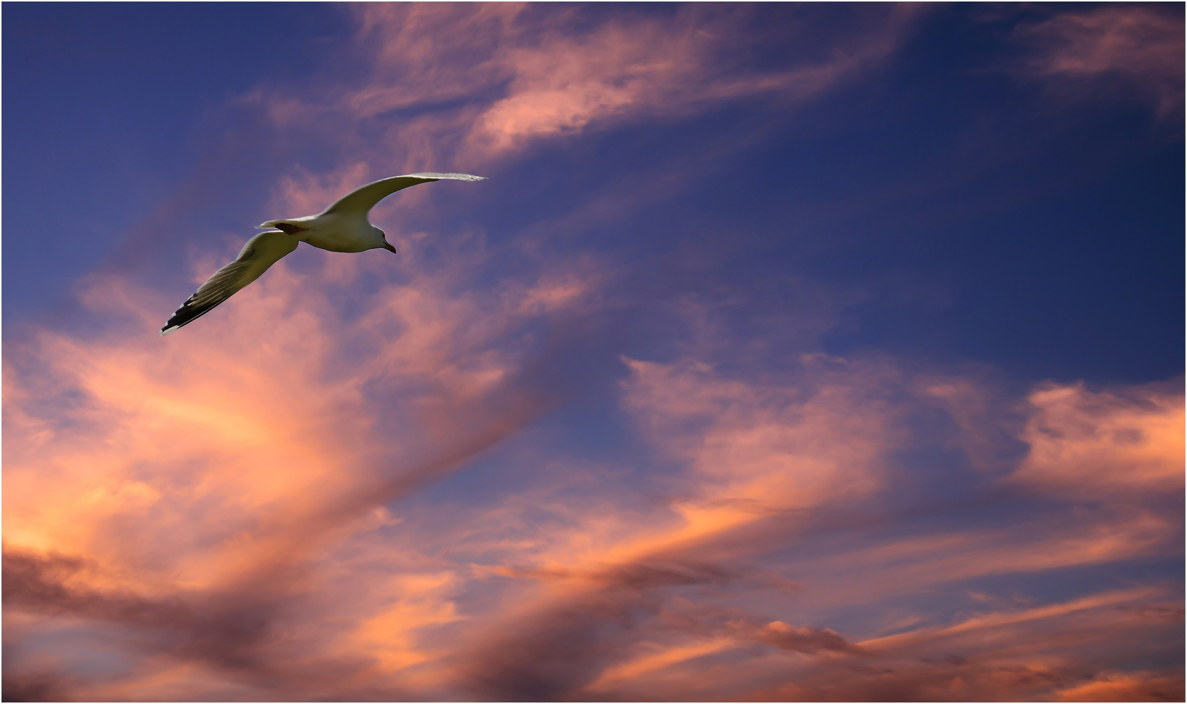 le ali della libertà