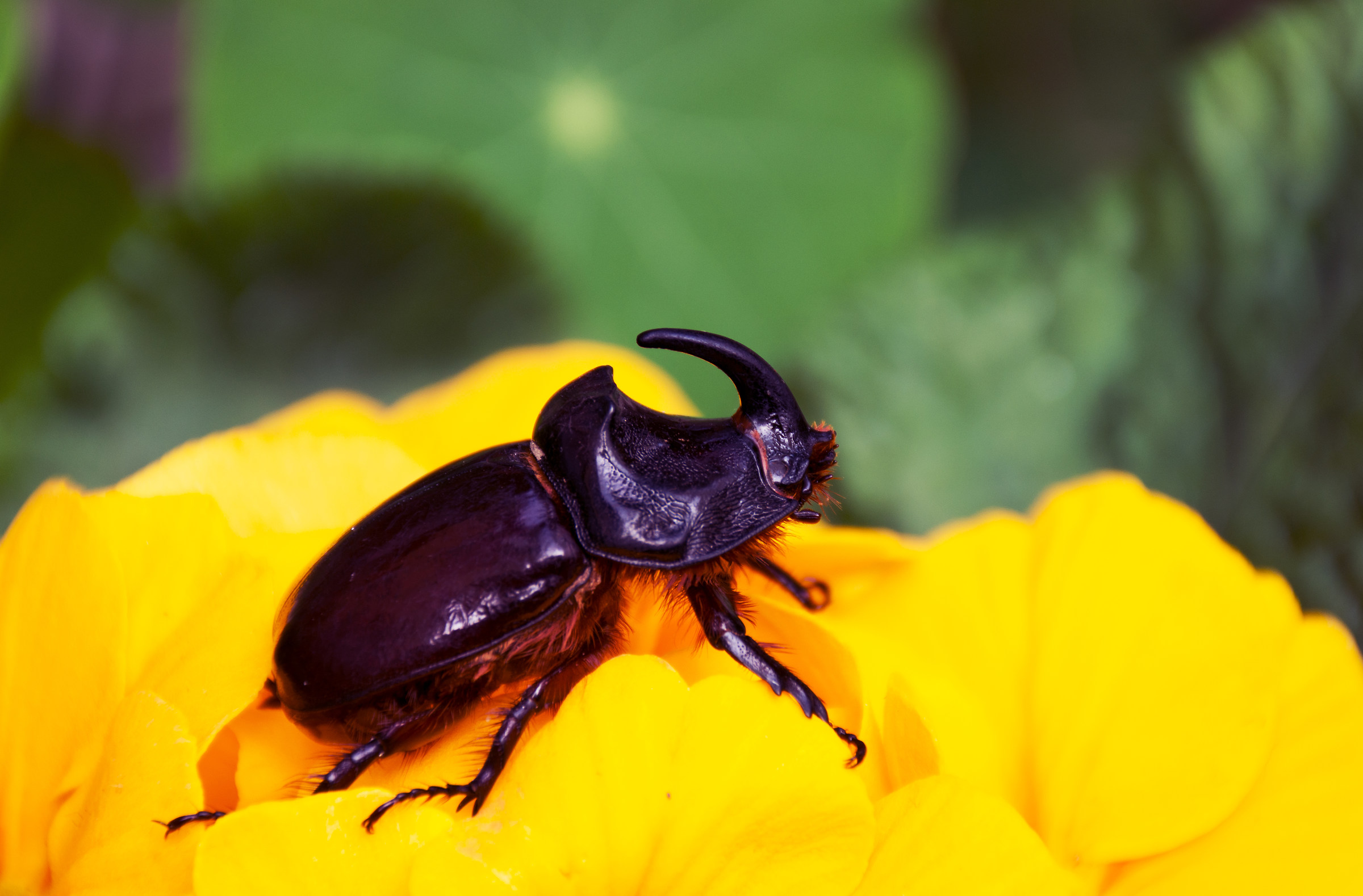 Oryctes nasicornis, rhinoceros beetle