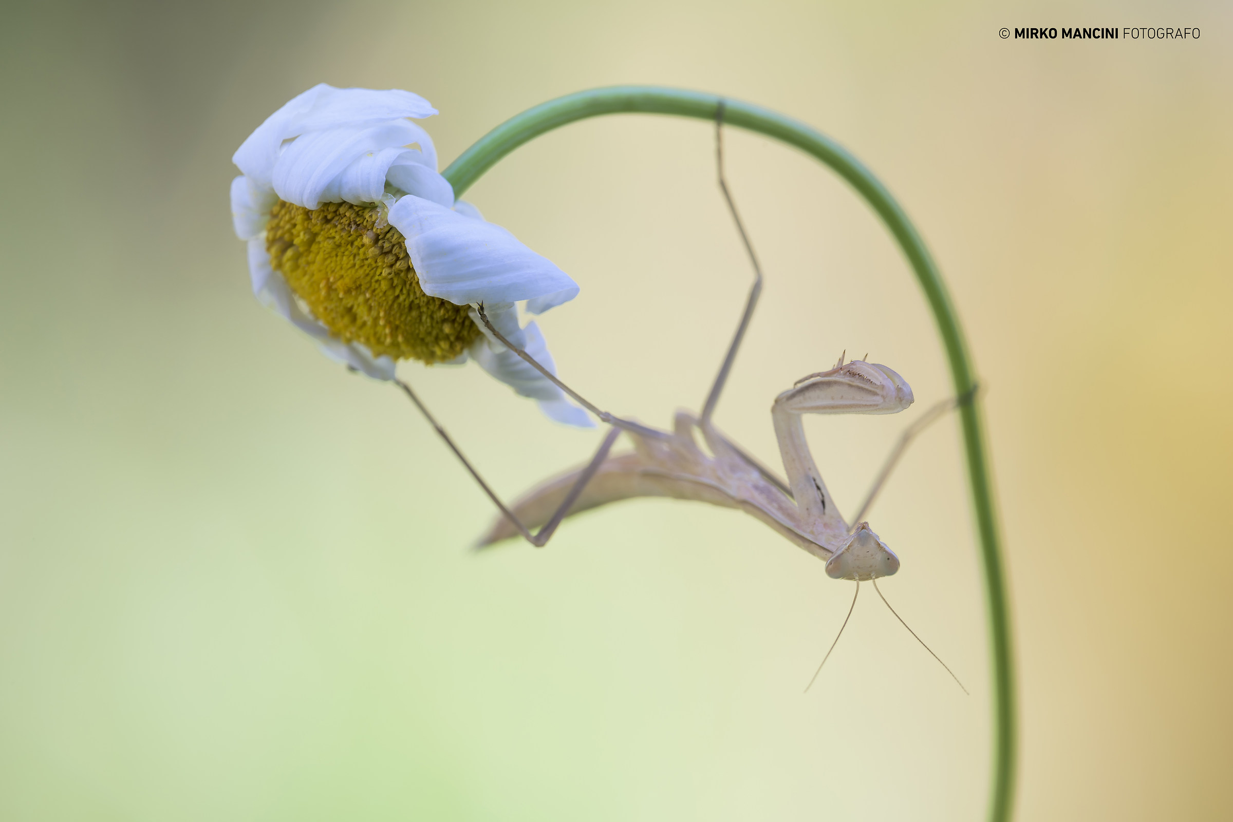 He loves me or loves me not - Amantide