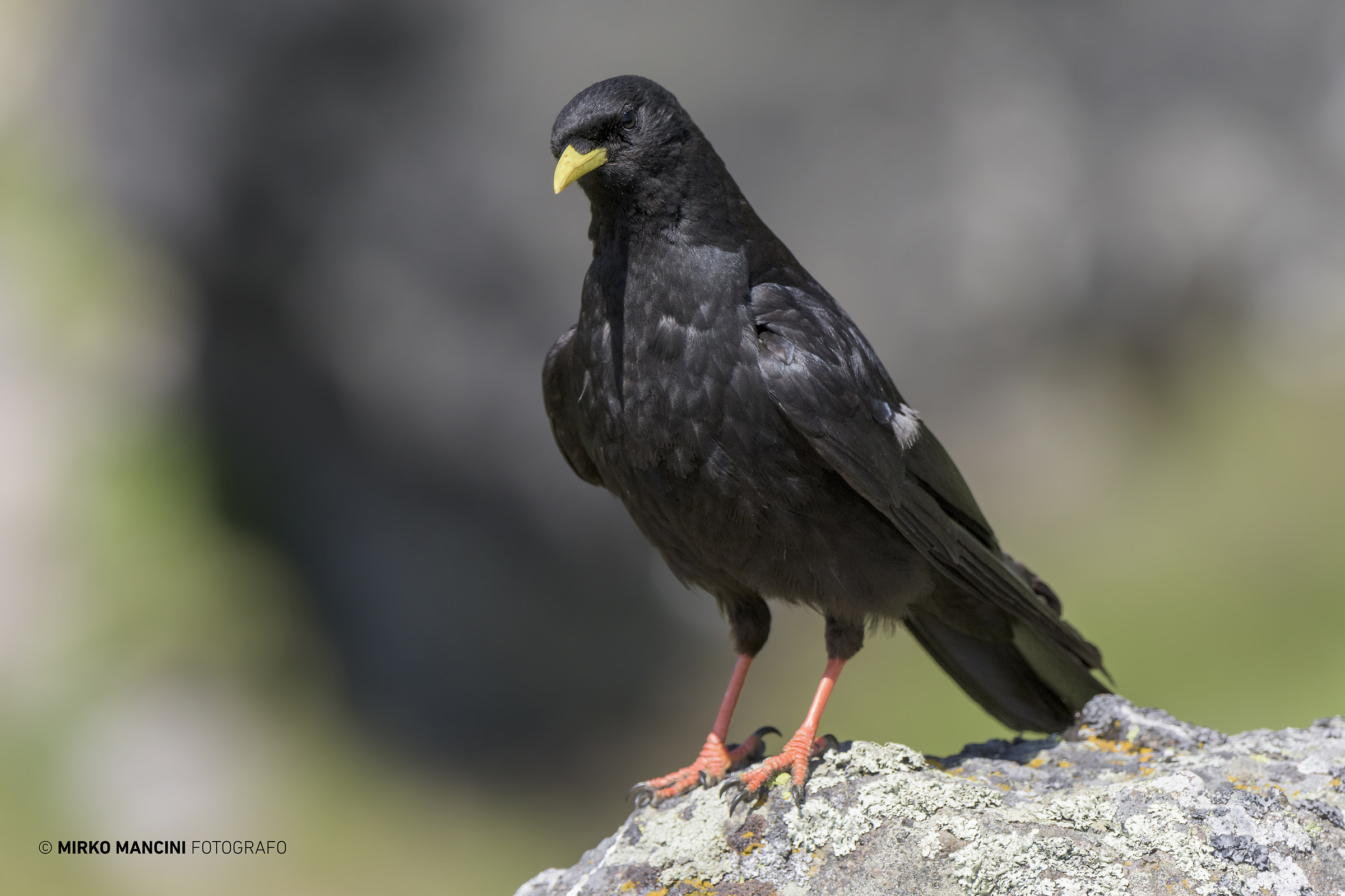 Alpine chough