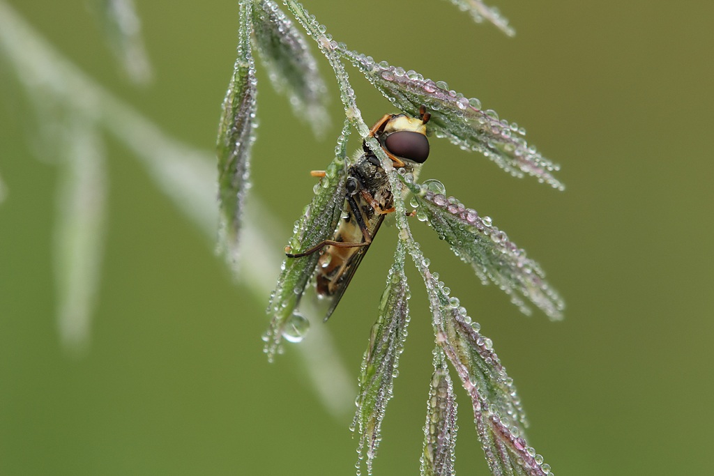 Hoverfly in rugiada del mattino