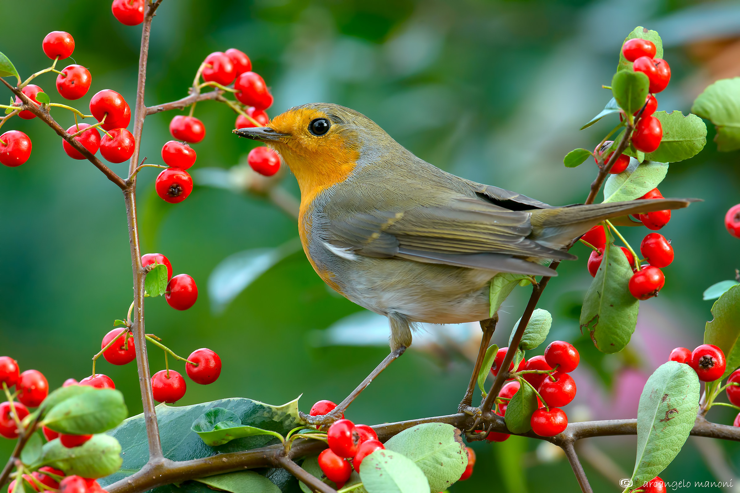 Robin walking between berries