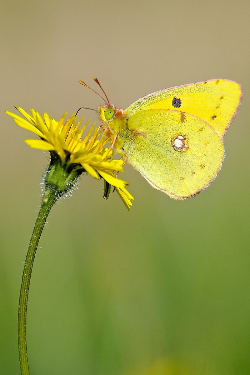Colias crocea