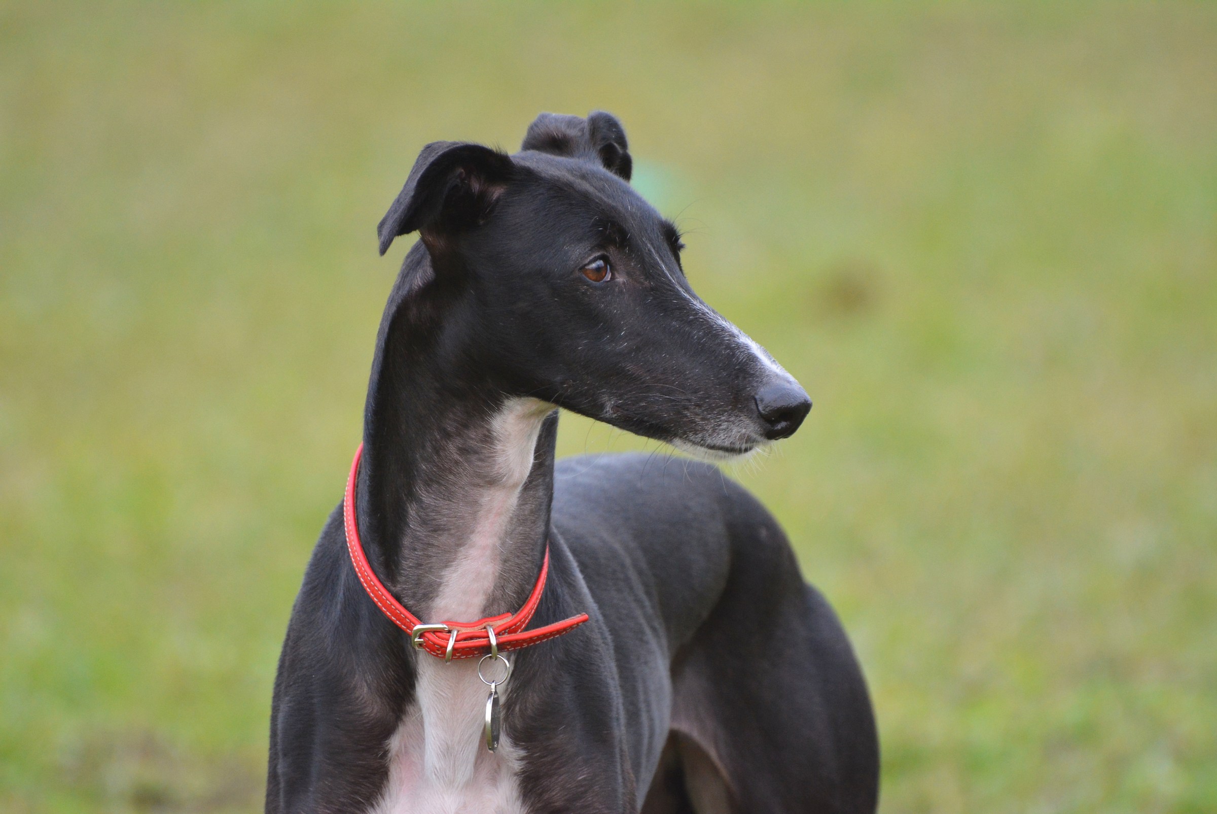 mia dolcissima Lola (Galgo Rescue)