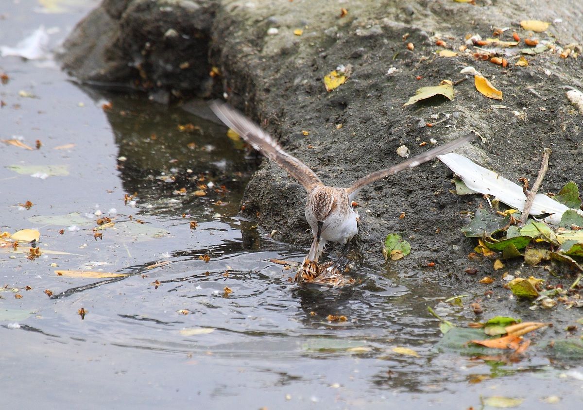 Accoppiamento estremo