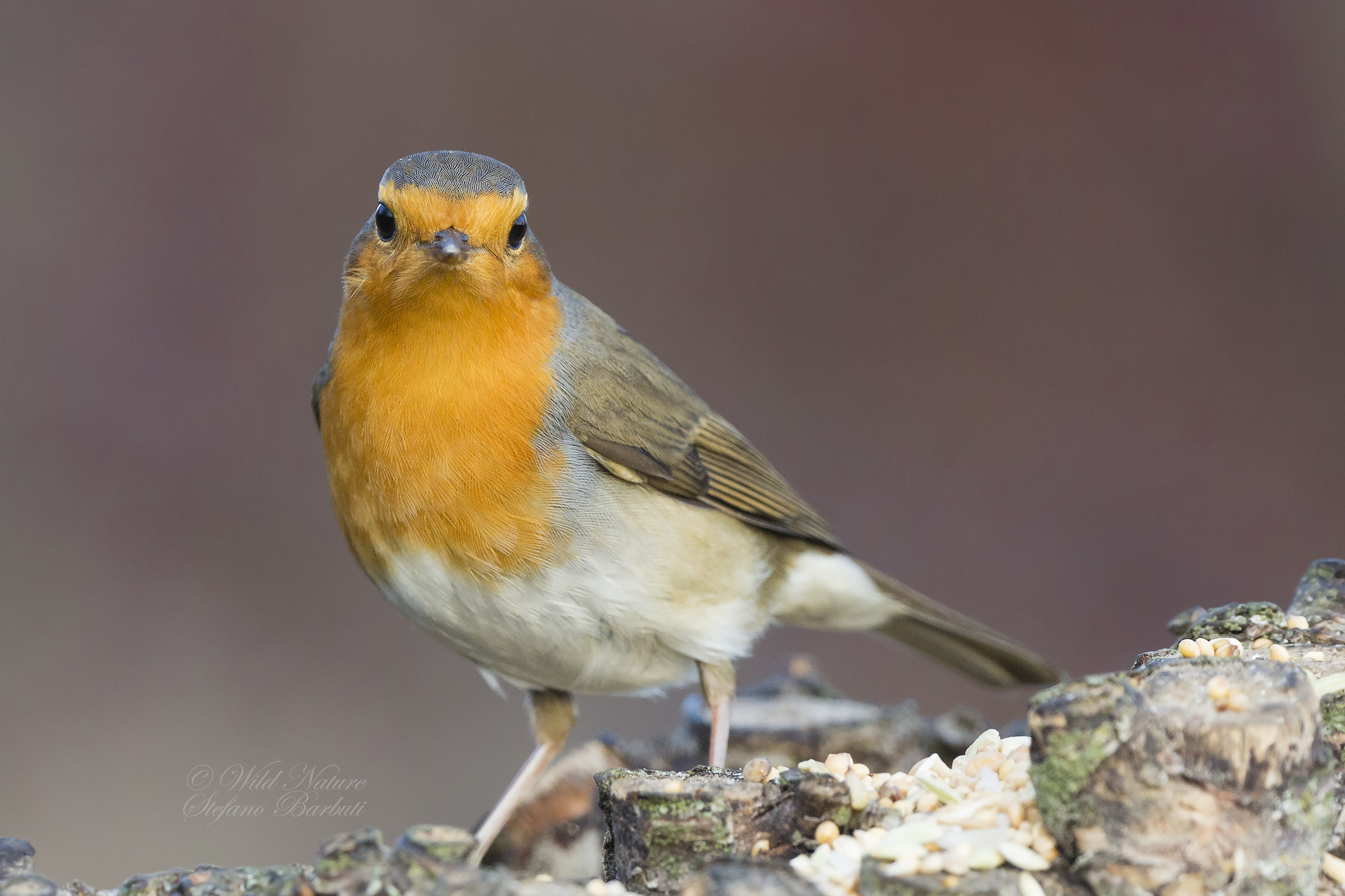 The Robin.....in red