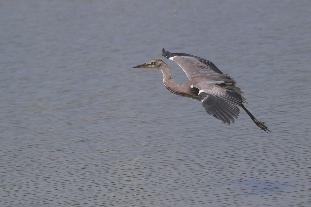 Grey Heron