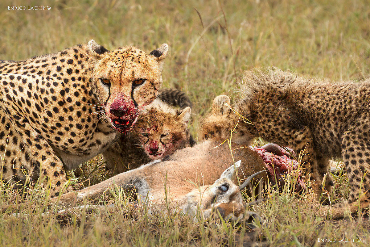 Cheetahs hungry