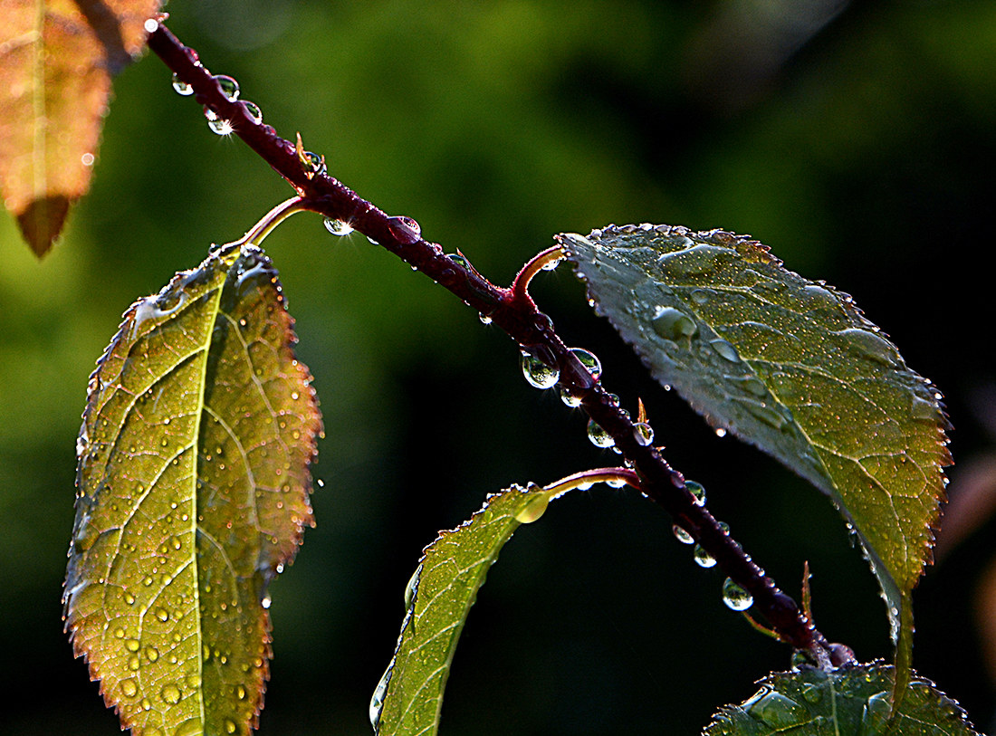 dewdrops