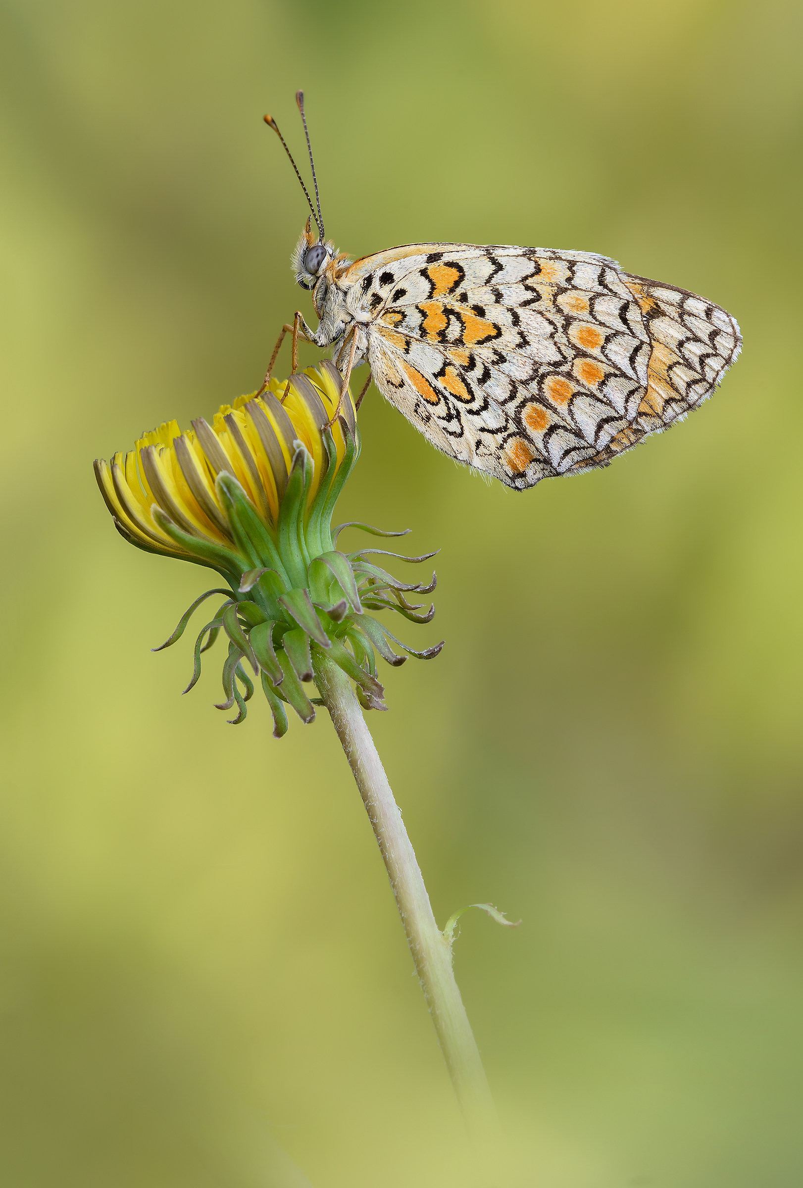 Melitaea phoebe