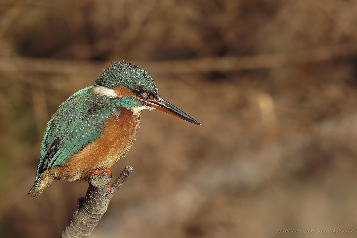 Kingfisher (Alcedo atthis)