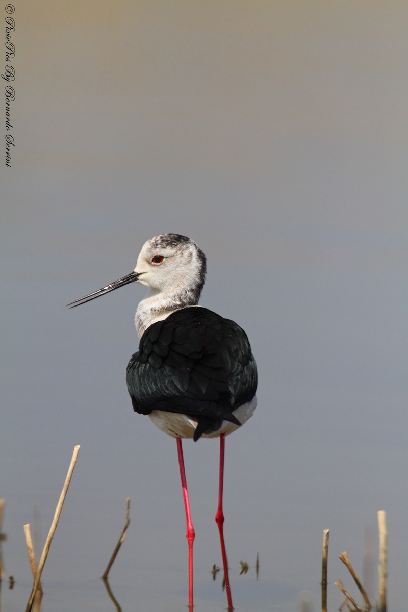 Knight of Italy (Himantopus himantopus)