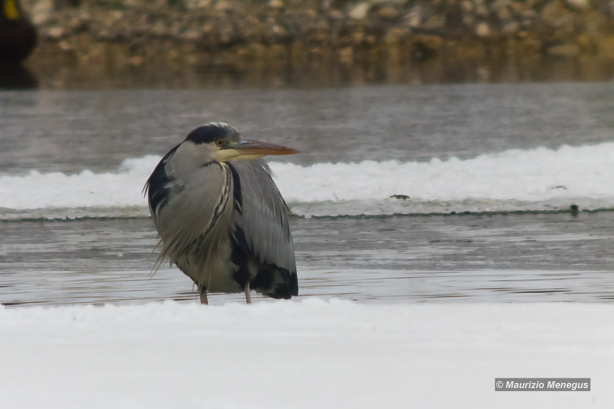 Airone cenerino sul lago ghiacciato