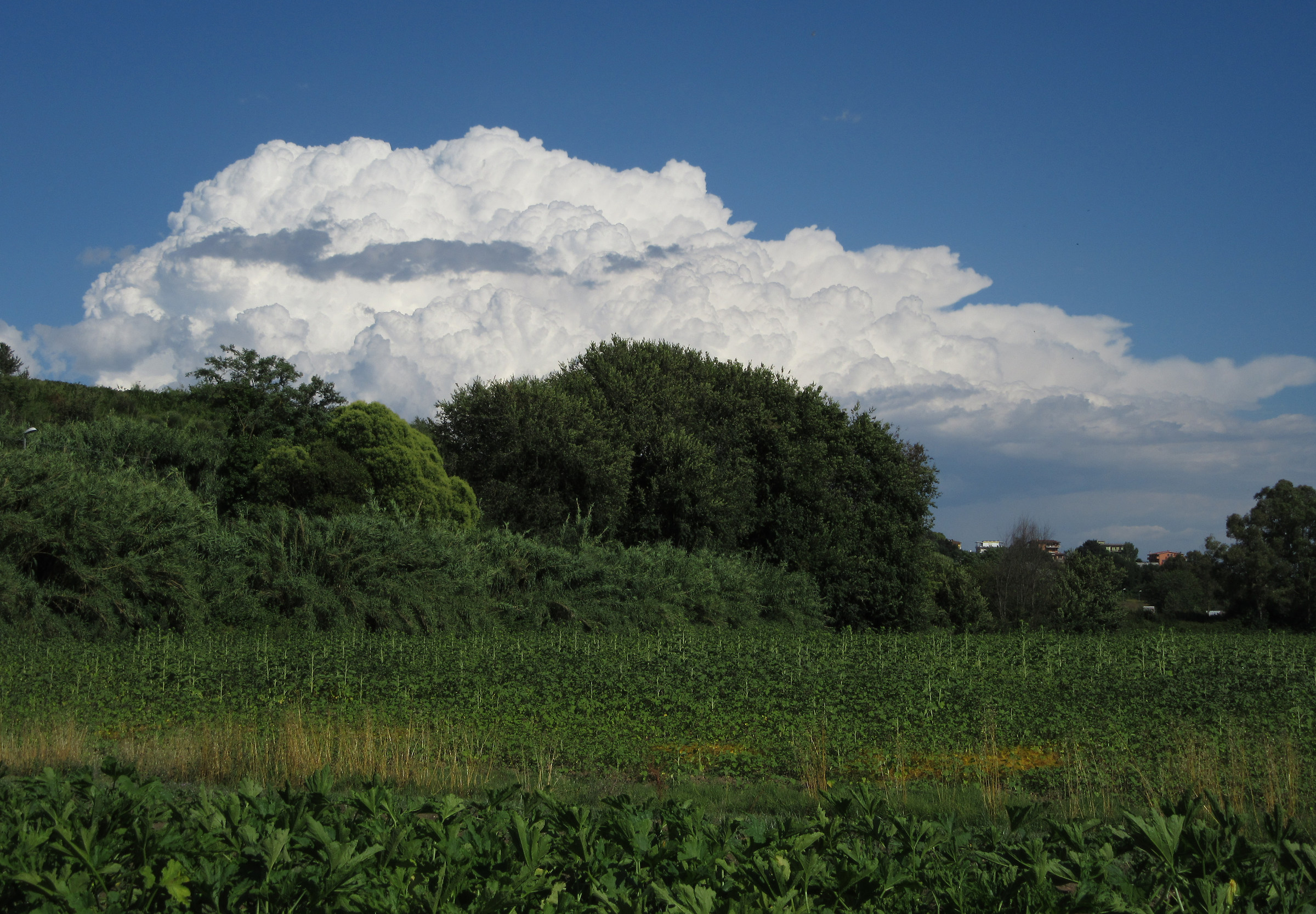 Remembering the summer