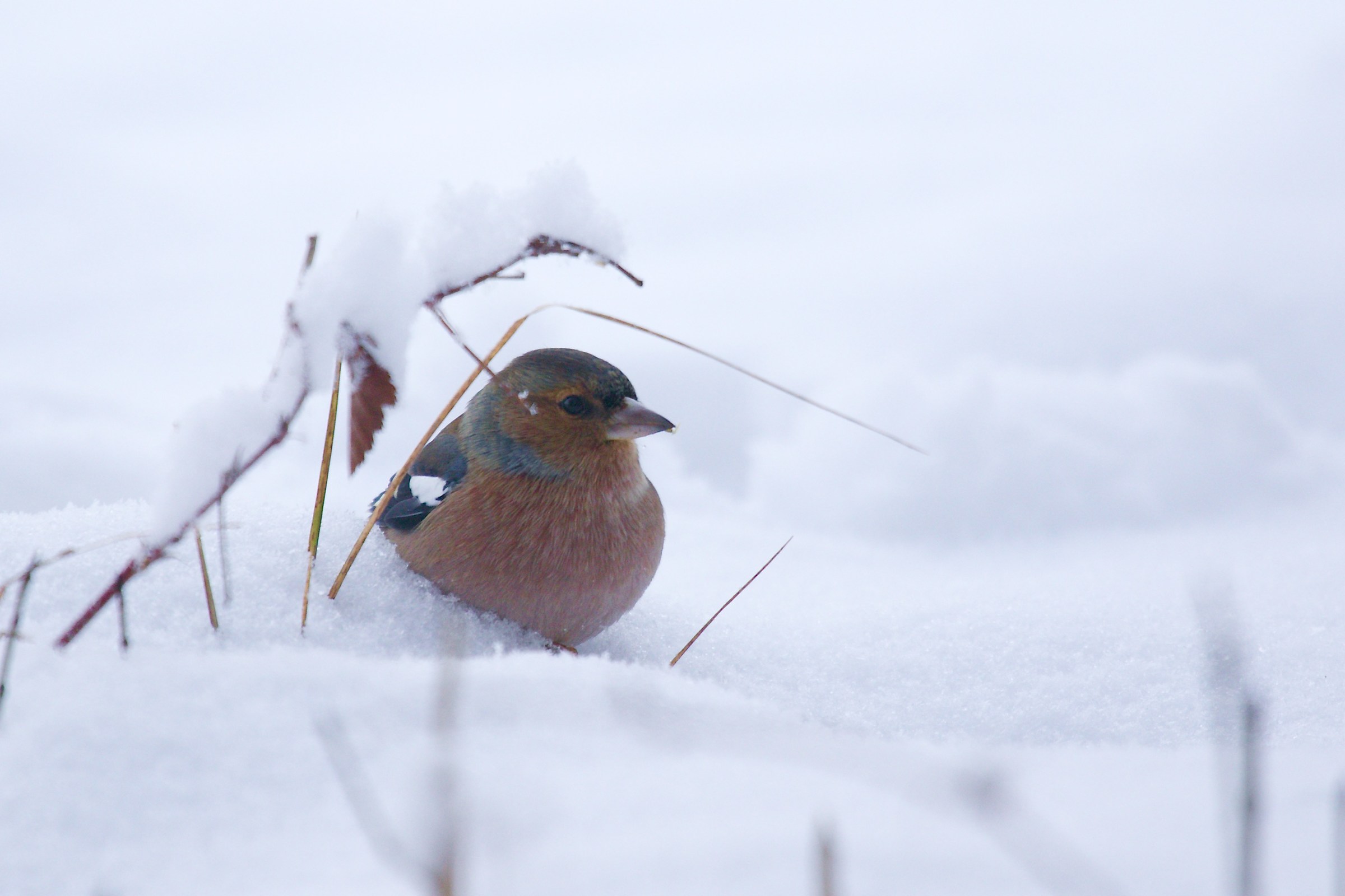 Brrrr ..... that cold