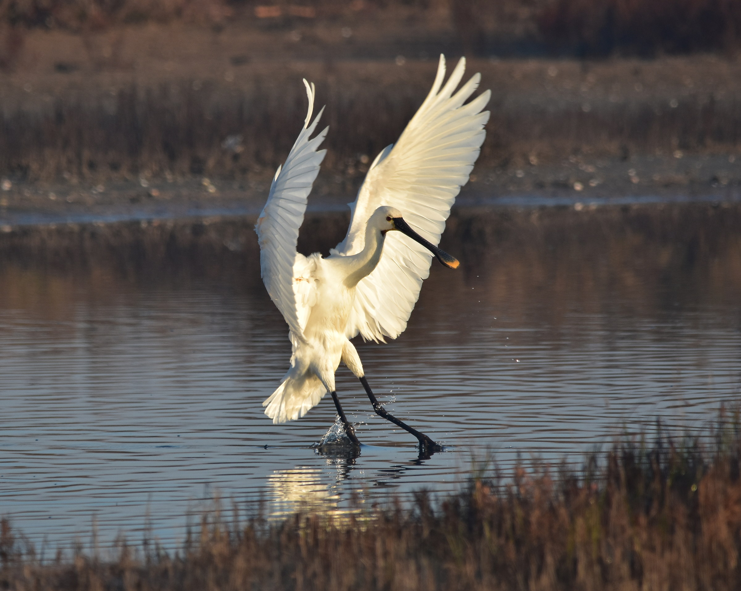 Spatola in atterraggio