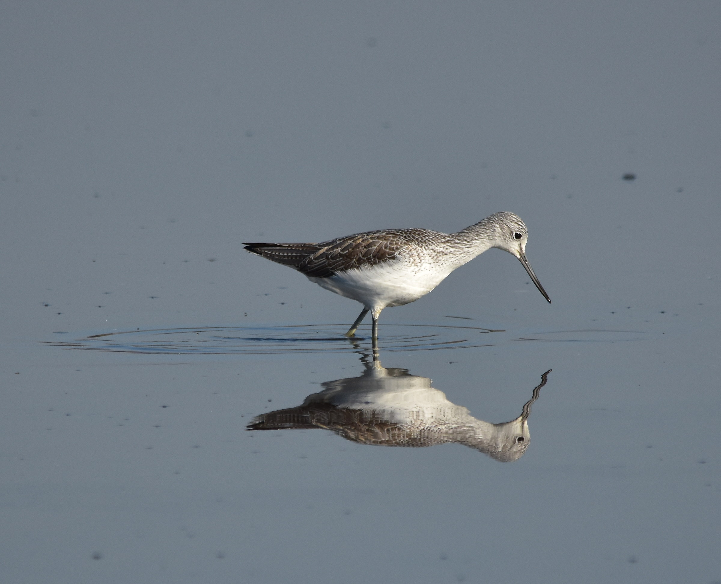Pantana che si specchia