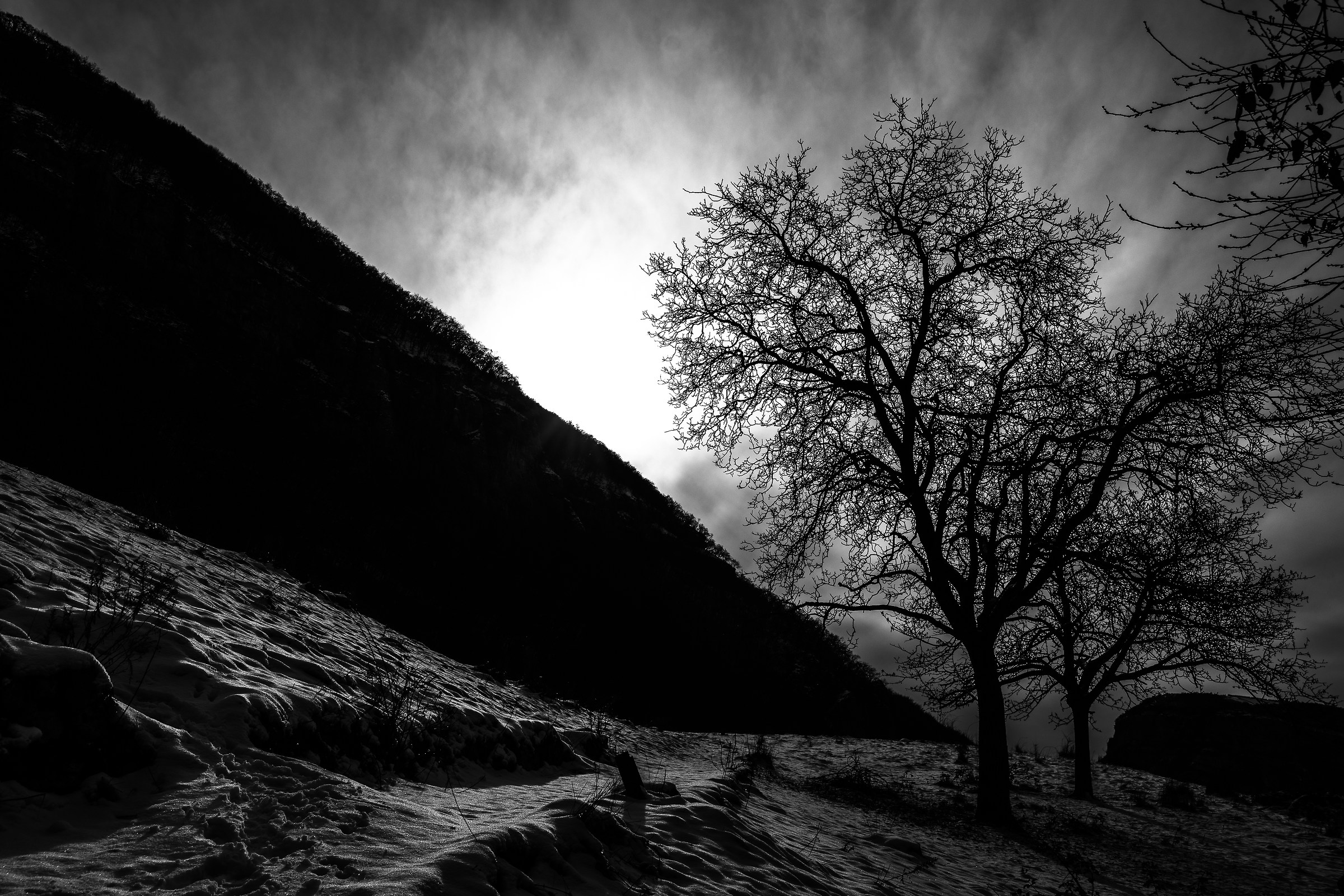 monte baldo - malga orsa - albero con neve