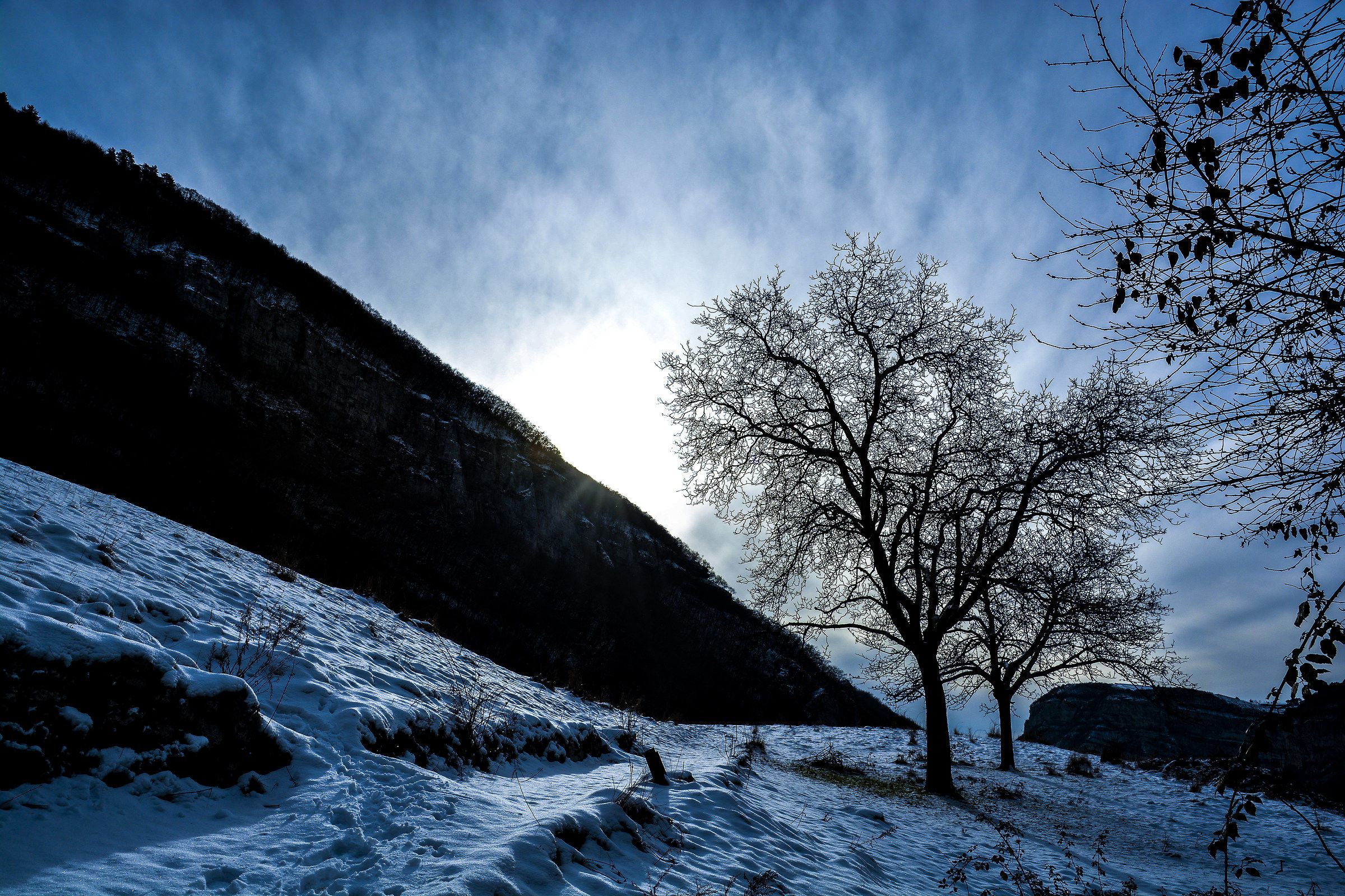 alp bear - Monte Baldo
