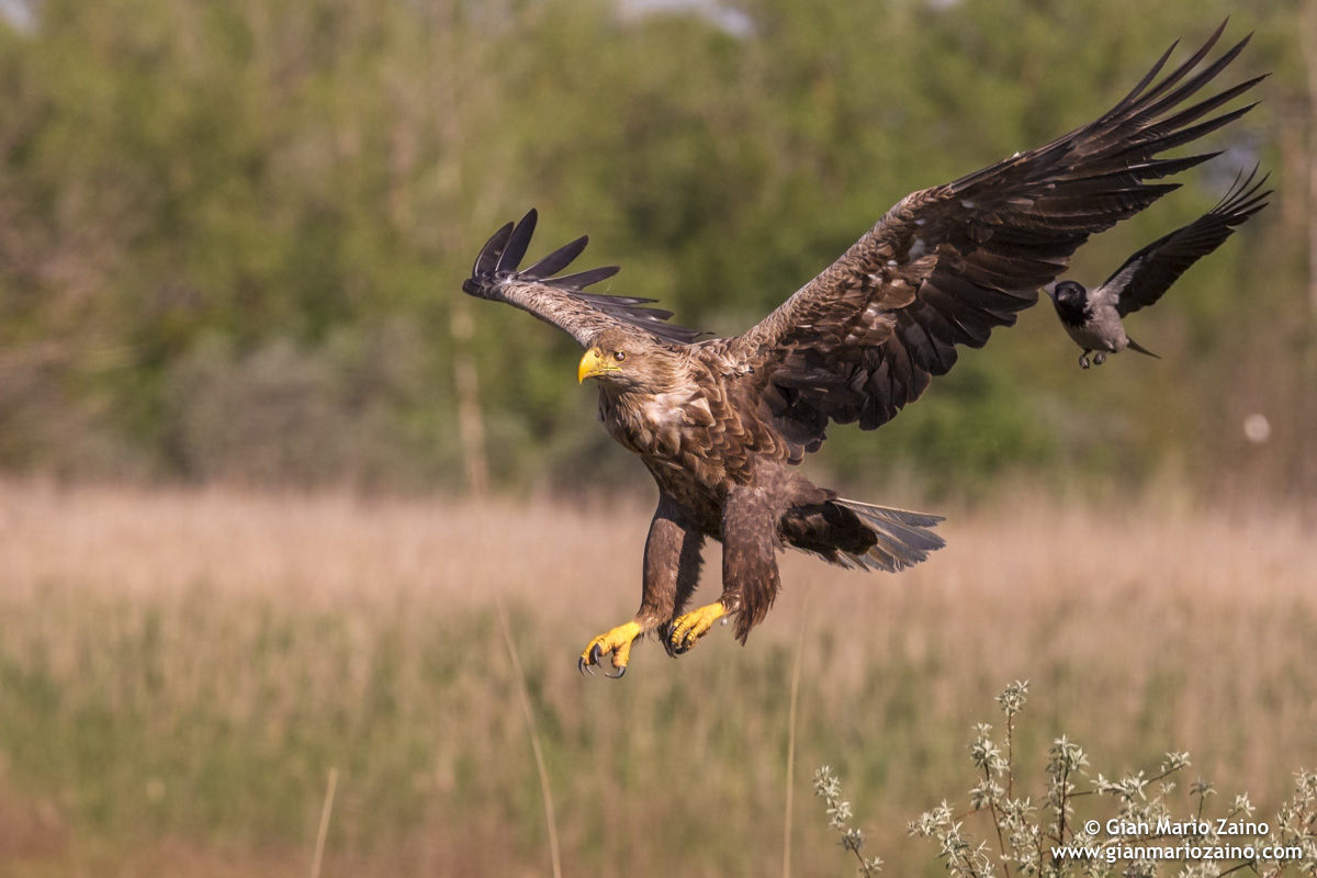 Tentativo d'imitazione in corridoio aereo trafficato 1